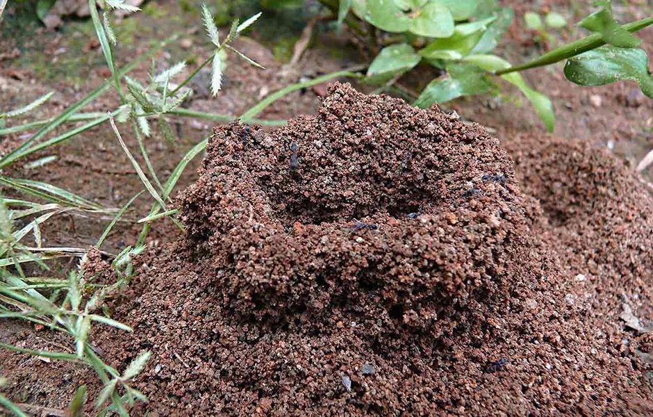 how to get rid of ants 4365464 - چگونه از دست مورچه ها خلاص شویم؟