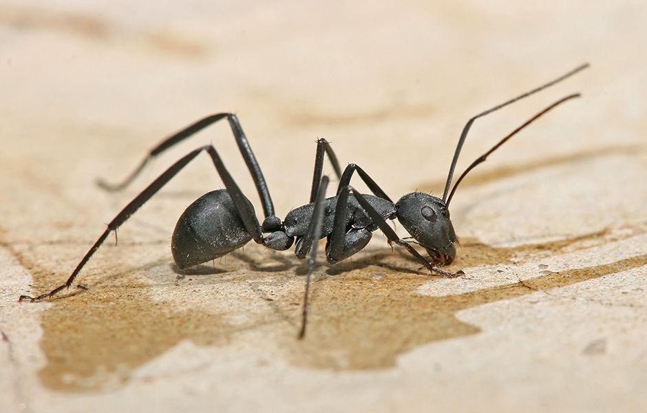 how to get rid of ants 565467 - چگونه از دست مورچه ها خلاص شویم؟