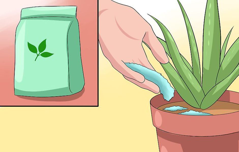 how to care for your aloe vera plant 4647658 - چگونه از گیاه آلوئه ورا نگهداری کنیم؟