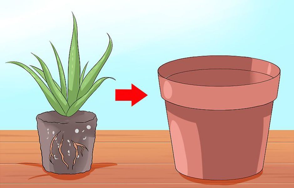 how to care for your aloe vera plant 567689 - چگونه از گیاه آلوئه ورا نگهداری کنیم؟