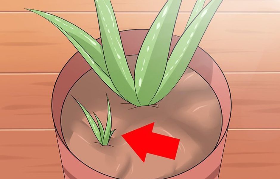 how to care for your aloe vera plant 3235443 - چگونه از گیاه آلوئه ورا نگهداری کنیم؟